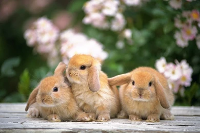 Rabbit Wallpapers HD Pictures