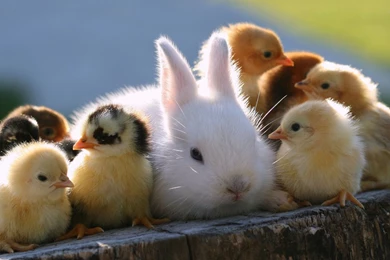 Lovely Rabbit Wallpapers