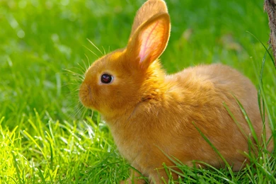 HD Rabbit Wallpapers