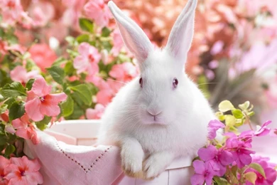 Funny Pictures Of Animals: White Rabbit Wallpapers