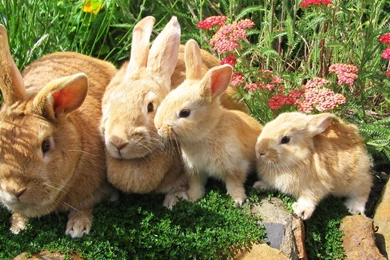 Rabbit Family Wallpapers   Animal Wallpapers