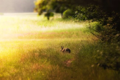 Rabbit Computer Wallpapers, Desktop Backgrounds