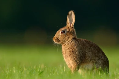 Wild Rabbit Wallpapers   1855141