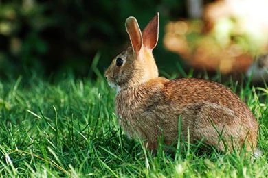 Download Rabbit Wallpapers Photo