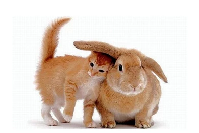 Brown Cat And Rabbit Wallpapers