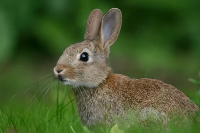 Full HD 1080p Rabbit Wallpapers HD, Desktop Backgrounds 1920x1080