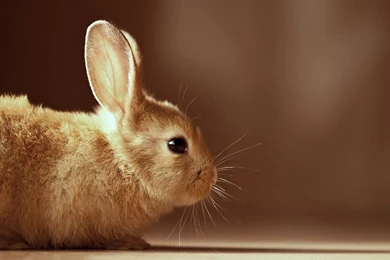 Rabbit HD Wallpapers5.jpg