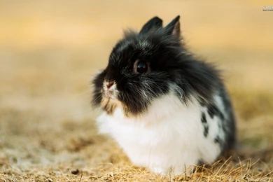 Fluffy rabbit 24784 1920x1200.jpg