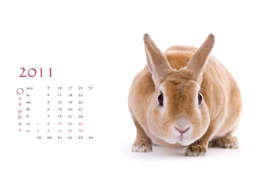 Greeting Cards 12998   New Wallpapers   Festival