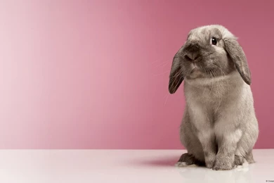 Funny Animals: Funny Rabbit Wallpapers
