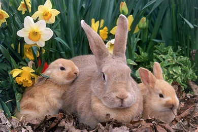 Rabbit Wallpaper Backgrounds