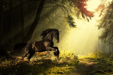Horse Wallpapers PC Desktop