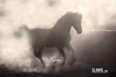 Slawik Horse Wallpapers   Horses Wallpapers (6070970)   Fanpop