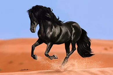 Horse Wallpapers HD Pictures
