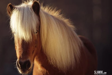 Slawik Horse Wallpapers   Horses Wallpapers (6070976)   Fanpop