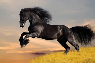 Black Horse HD Wallpapers