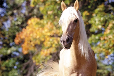 Horse Desktop Wallpapers 707319