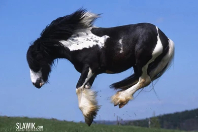 Slawik Horse Wallpapers   Horses Wallpapers (6070979)   Fanpop