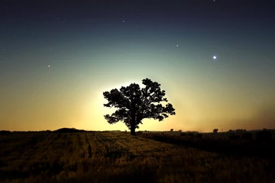 Night Stars Tree HD Wallpapers