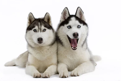 Husky Puppies Wallpapers   Animal Wallpapers