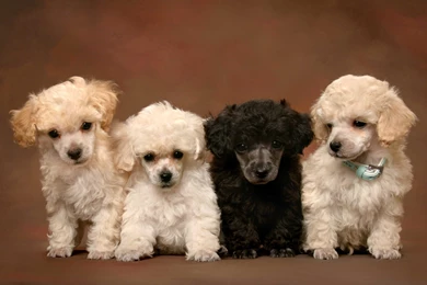 Free Cute Poodle Puppies Wallpapers HD Download