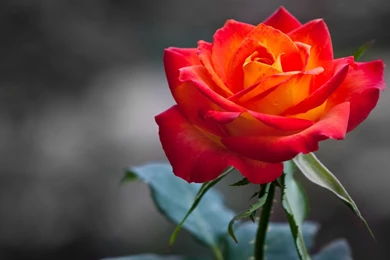 Wallpapers Tagged With ROSE