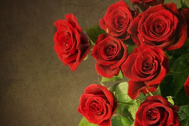 Beautiful Red Rose Wallpapers HD Free Download (1)   Fun N Girls