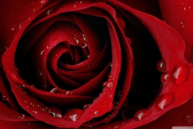 Droplets On A Rose HD Desktop Wallpapers : Widescreen : High ...