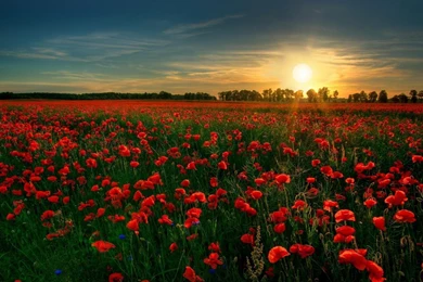 Red Roses Wallpapers