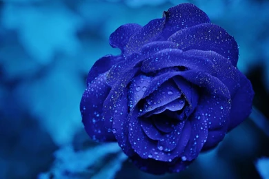 Blue Rose Wallpapers HD Pictures