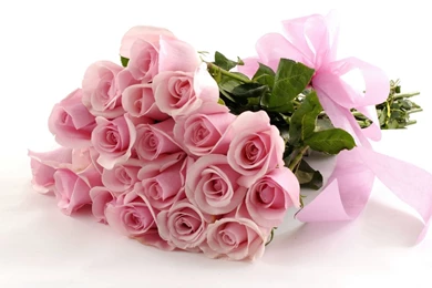 Pink Rose Wallpapers HD.jpg