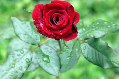 Red Flowers HD Wallpapers   HD Images New