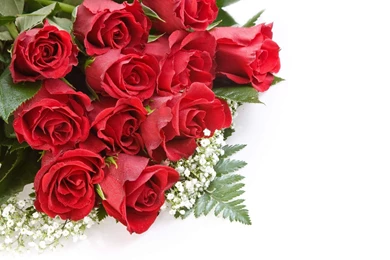 Download Beautiful Rose Wallpapers