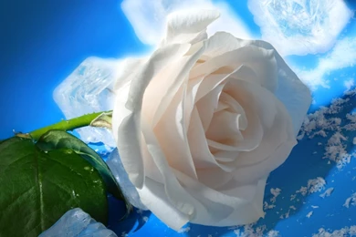 White Rose Wallpaper_hd Wallpaper_download Free Wallpapers