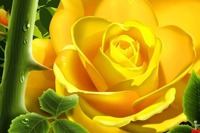 10 Rose Flower Wallpapers