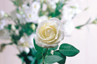 White Roses Wallpapers   HD Wallpapers Lovely