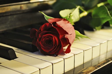 Rose And Piano Wallpapers