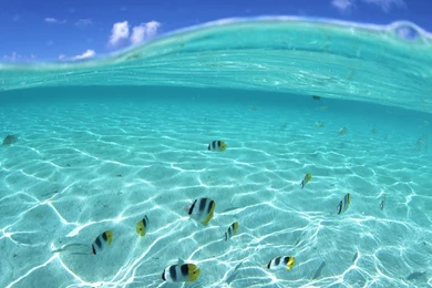 Underwater Wallpapers