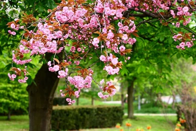 Hd spring hd wallpapers 3D.jpg