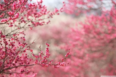 Spring Signs HD Desktop Wallpapers : High Definition : Fullscreen ...