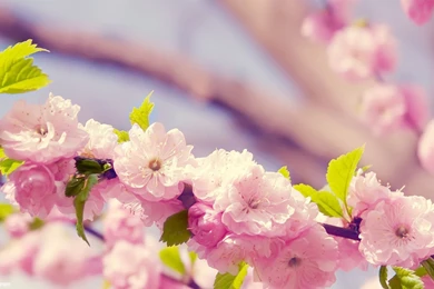 Spring Flowers Wallpapers   HD Wallpapers Pretty