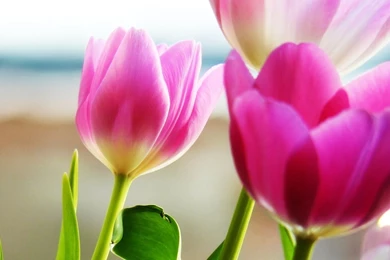 Tulips Spring Wallpapers