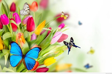 Spring HD Wallpapers 2015 2016
