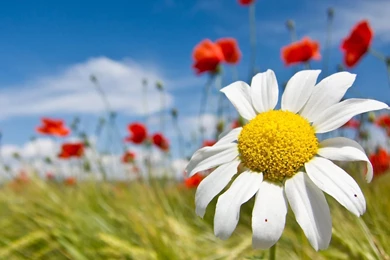 Download Spring Season Flower HD Wallpapers (1505) Full Size ...