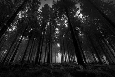 Dark Forest Backgrounds