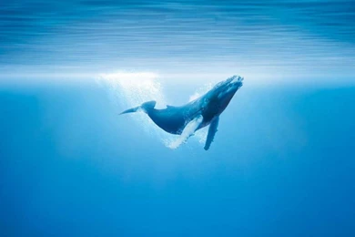 Whale Wallpapers