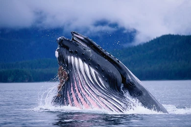 Whale Wallpapers HD Download