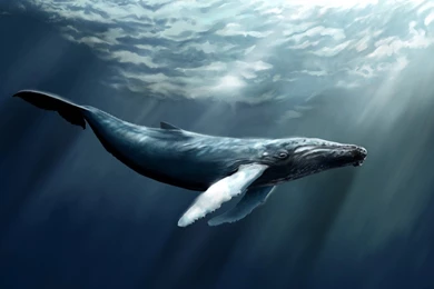 Water whale art hd wallpapers   Magic4Walls.com