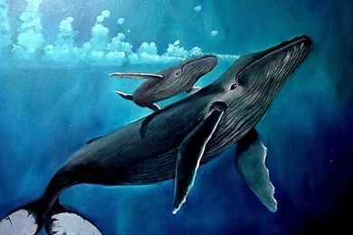 Download Whale Wallpaper.jpg