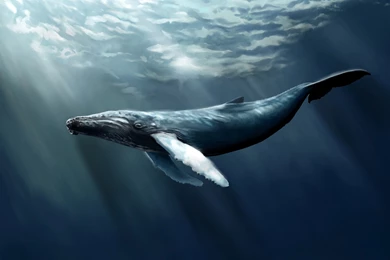 Humpback Whale Art Wallpapers